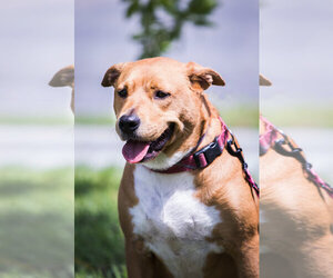 Basenji Dogs for adoption in Sanford, FL, USA