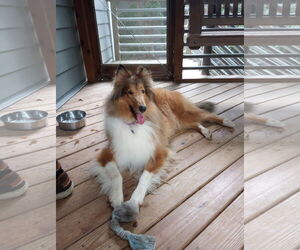 Collie Dogs for adoption in Chantilly, VA, USA