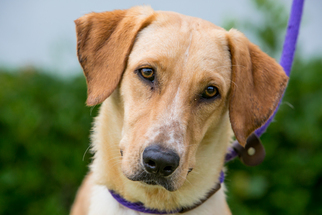 Labrador Retriever Dogs for adoption in El Cajon, CA, USA