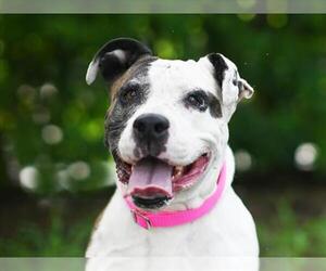 American Bulldog-Unknown Mix Dogs for adoption in Tavares, FL, USA