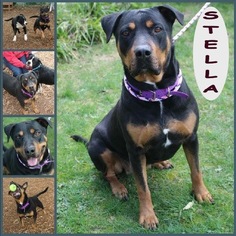 Rottweiler Dogs for adoption in Chico, CA, USA