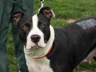 Labrador Retriever-Staffordshire Bull Terrier Mix Dogs for adoption in Maumee, OH, USA