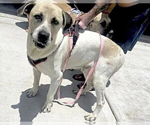 Mastador Dogs for adoption in Houston, TX, USA