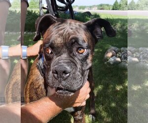 Boxer Dogs for adoption in Owatonna, MN, USA