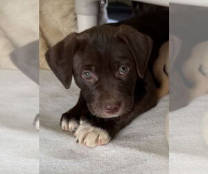 Labrador Retriever-Unknown Mix Dogs for adoption in Bolivar, MO, USA