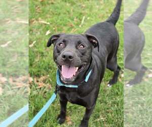 American Pit Bull Terrier-Labrador Retriever Mix Dogs for adoption in Millersville, MD, USA