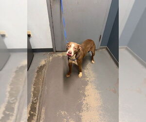 American Staffordshire Terrier-Unknown Mix Dogs for adoption in Tallahassee, FL, USA