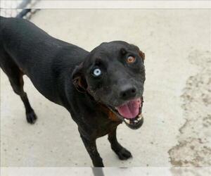 Labrador Retriever-Unknown Mix Dogs for adoption in Tulsa, OK, USA