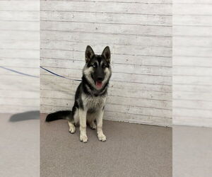 German Shepherd Dog Dogs for adoption in San Bernardino, CA, USA