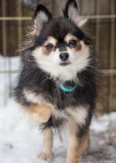 Pomeranian Dogs for adoption in Anchorage, AK, USA