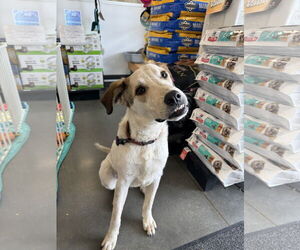 Labrador Retriever-Unknown Mix Dogs for adoption in Ponchatoula , LA, USA