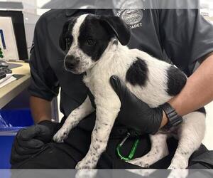 Border Collie Dogs for adoption in Corona, CA, USA