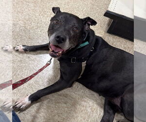 Mutt Dogs for adoption in Fargo, ND, USA