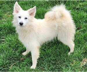 American Eskimo Dog Dogs for adoption in Cuba, NY, USA