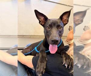 Mutt Dogs for adoption in Camarillo, CA, USA