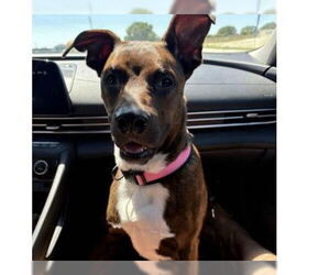 Labrador Retriever-Unknown Mix Dogs for adoption in Orlando, FL, USA