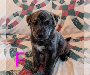Retriever -Unknown Mix Dogs for adoption in Calgary, Alberta, Canada