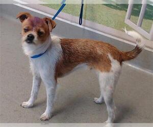 Brussels Griffon-Unknown Mix Dogs for adoption in San Francisco, CA, USA