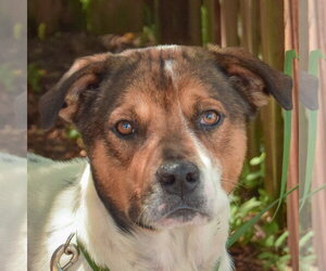 Collie-Unknown Mix Dogs for adoption in Huntley, IL, USA