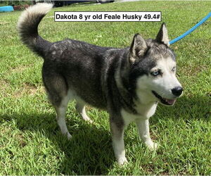 Huskies -Unknown Mix Dogs for adoption in Sparta, TN, USA