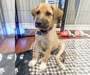 German Shepherd Dog-Great Pyrenees Mix Dogs for adoption in Corona, CA, USA