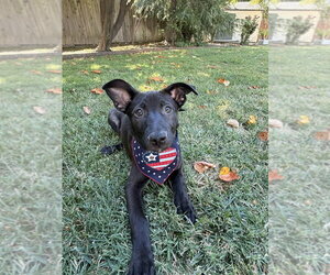 German Shepherd Dog Dogs for adoption in West Sacramento, CA, USA