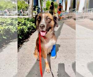 Medium Photo #1 Mutt Puppy For Sale in Miami, FL, USA