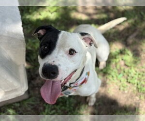 Mutt Dogs for adoption in Tulsa, OK, USA