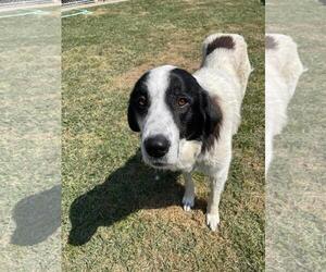 Eurasier-Great Pyrenees Mix Dogs for adoption in Front Royal, VA, USA