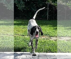 German Shorthaired Pointer Dogs for adoption in Oviedo, FL, USA