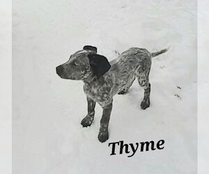 Mutt Dogs for adoption in Garden City, NY, USA