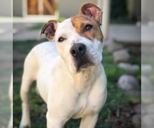Bulldog Dogs for adoption in Fredericksburg, TX, USA