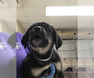 Labrador Retriever-Unknown Mix Dogs for adoption in Conroe, TX, USA