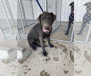 Labrador Retriever Dogs for adoption in Bakersfield, CA, USA