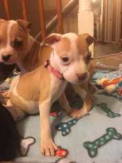 Medium Photo #1 American Pit Bull Terrier Puppy For Sale in Fayette, MO, USA