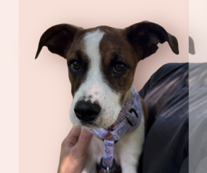 Labrador Retriever-Unknown Mix Dogs for adoption in Rockville, MD, USA