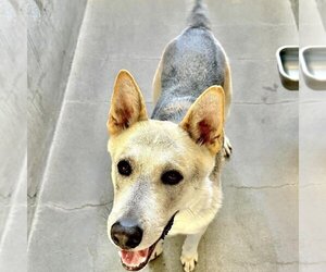 German Shepherd Dog-Unknown Mix Dogs for adoption in Santa Monica, CA, USA