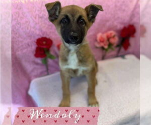 German Shepherd Dog Dogs for adoption in Lakewood, CO, USA