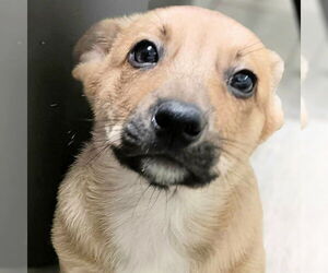 Pembroke Welsh Corgi-Unknown Mix Dogs for adoption in Rutherfordton, NC, USA