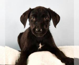 Lab-Pointer Dogs for adoption in Sheridan, CO, USA