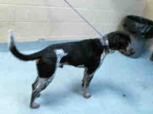 Bluetick Coonhound Dogs for adoption in Tulsa, OK, USA