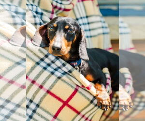 Dachshund Dogs for adoption in St. Louis Park, MN, USA