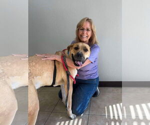 Mastiff-Unknown Mix Dogs for adoption in Pottstown, PA, USA