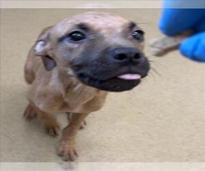 Black Mouth Cur-Unknown Mix Dogs for adoption in Derwood, MD, USA