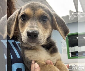 Retriever -Unknown Mix Dogs for adoption in Washington, DC, USA