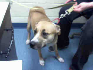 American Pit Bull Terrier-German Shepherd Dog Mix Dogs for adoption in Pittsburgh, PA, USA