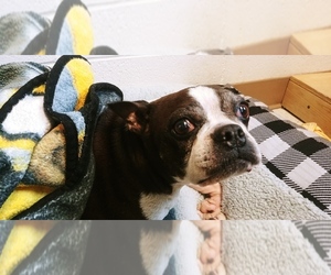 Boston Terrier Dogs for adoption in Rock Springs, WY, USA