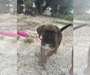 Labrador Retriever-Unknown Mix Dogs for adoption in San Antonio, TX, USA