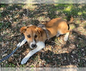 Labrador Retriever-Unknown Mix Dogs for adoption in San Antonio, TX, USA