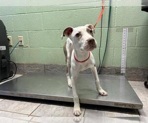 American Staffordshire Terrier-Unknown Mix Dogs for adoption in Grand Prairie, TX, USA